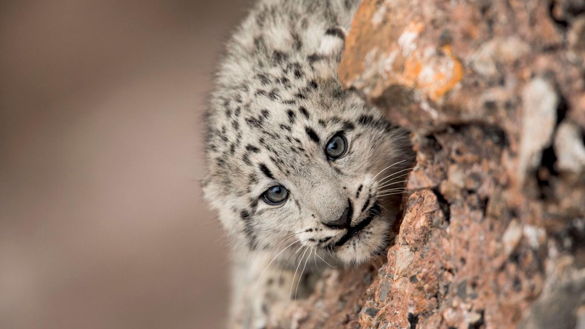 Snow Leopards and Friends IWFF 2021