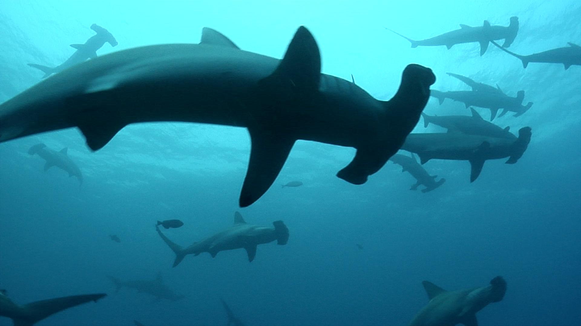 Q&A - Sharks of the Sea of Cortés: A Lost Treasure?