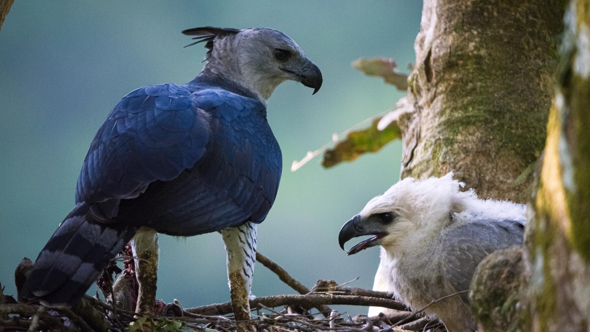 Aguilucho: Dance of the Harpy Eagle, Protecting the Ancients - Shorts