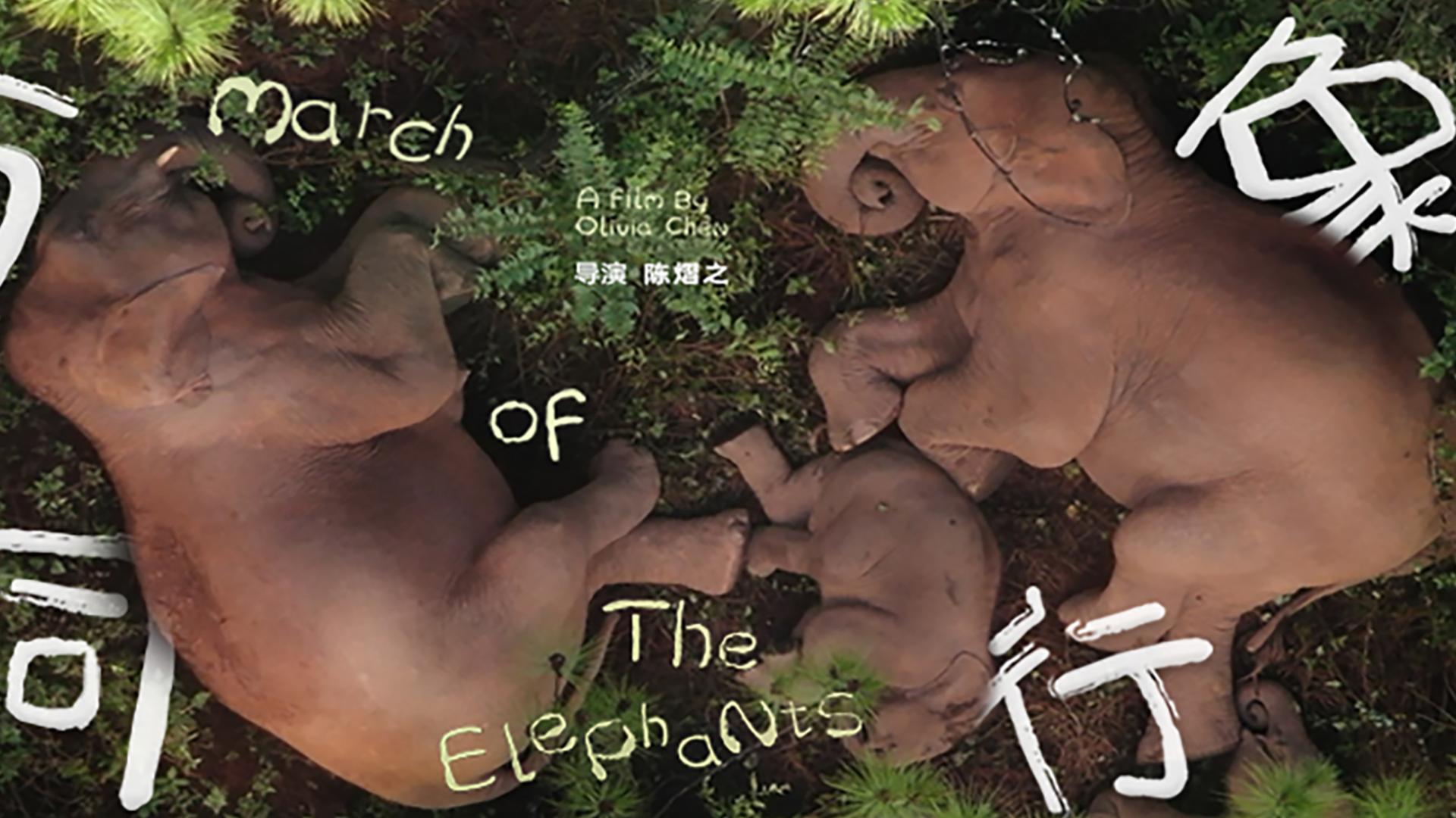 March Of The Elephants