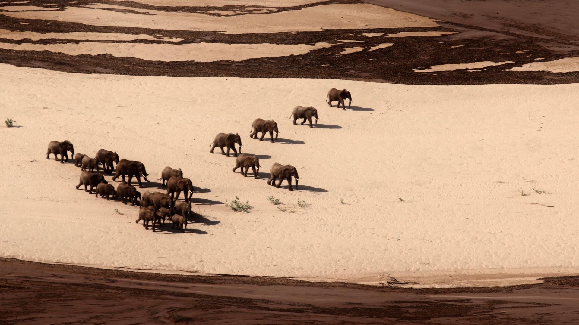 Elephants and the Samburu