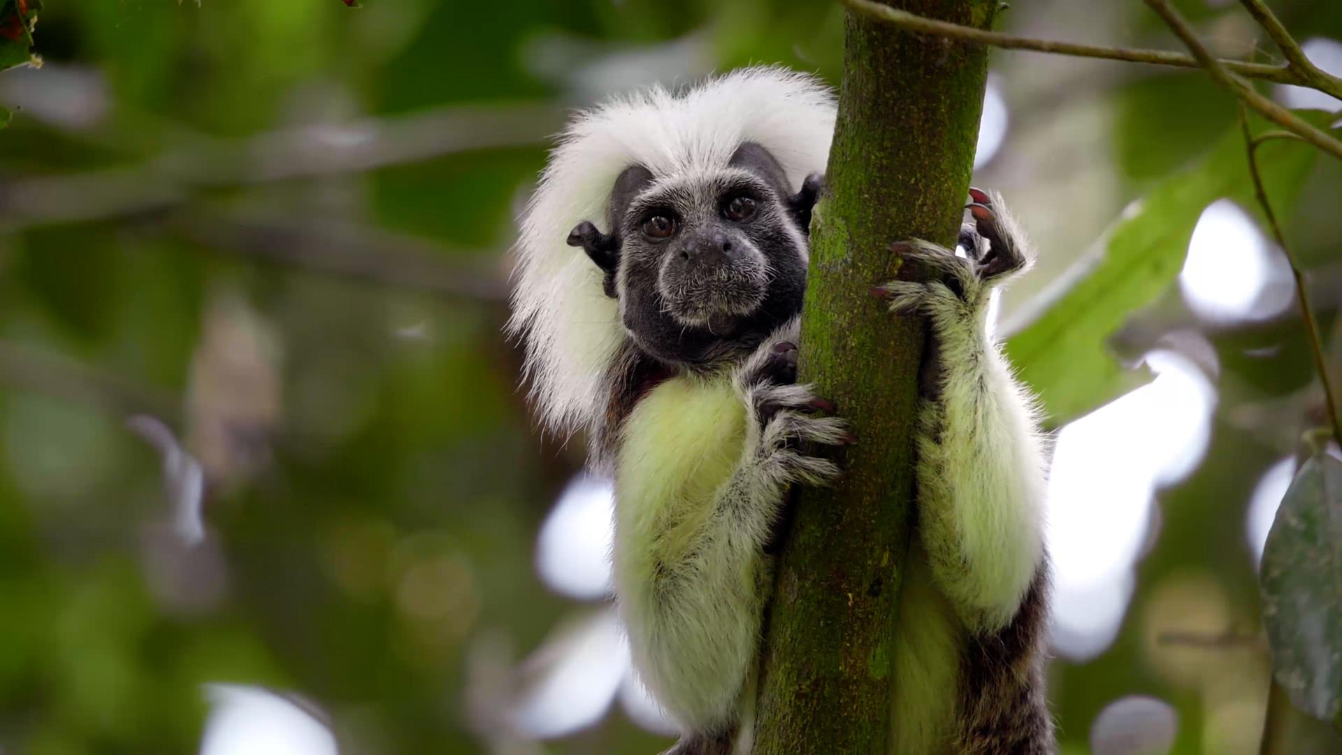 Trees For Tamarins