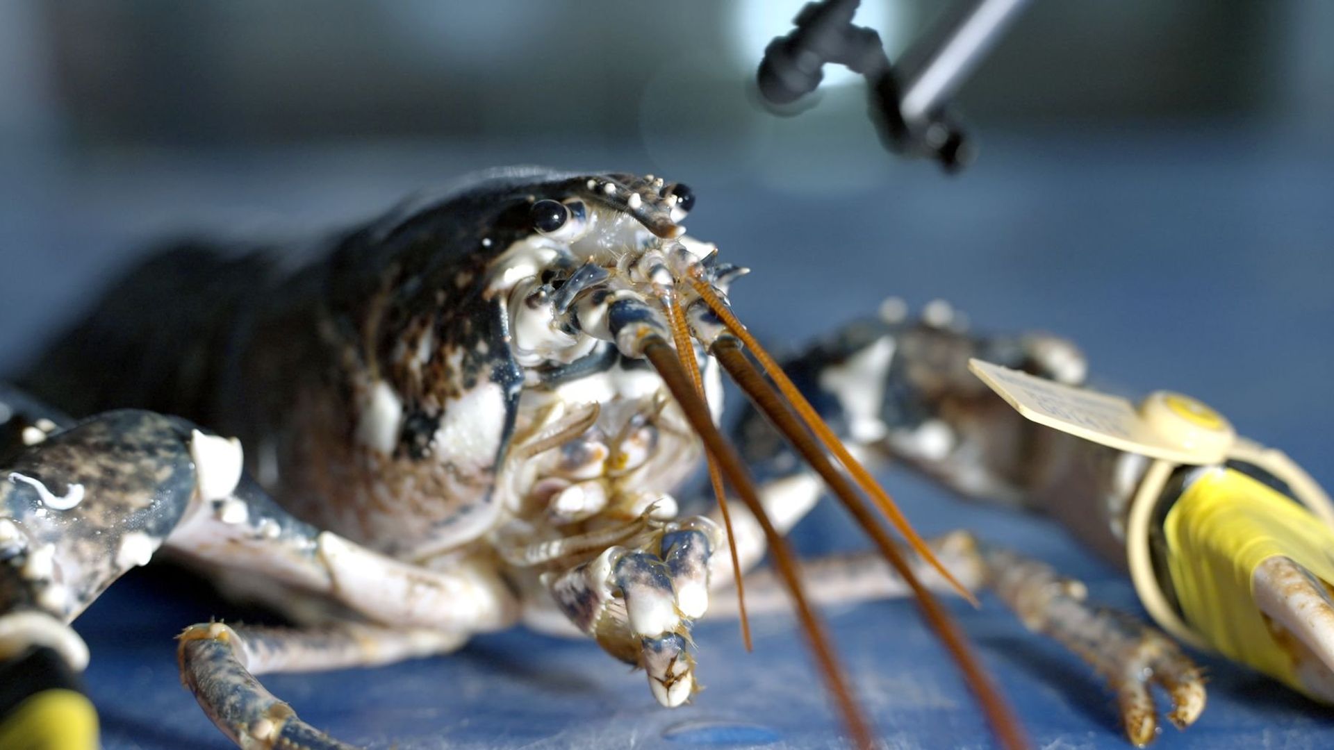 A Clawsome Tale