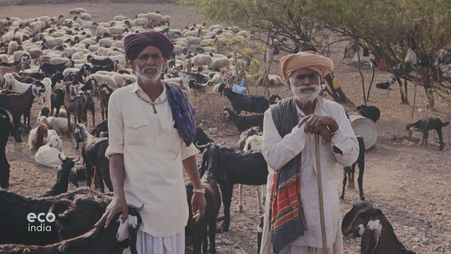 Ancient Sheep Breed and ‘Ecosystem Guardian’ Under Threat