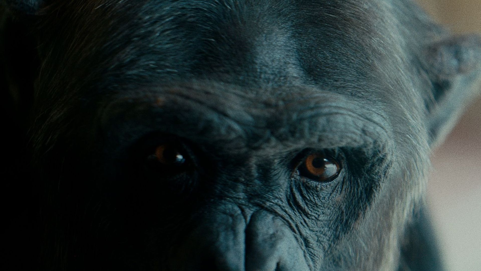 Ape to Ape