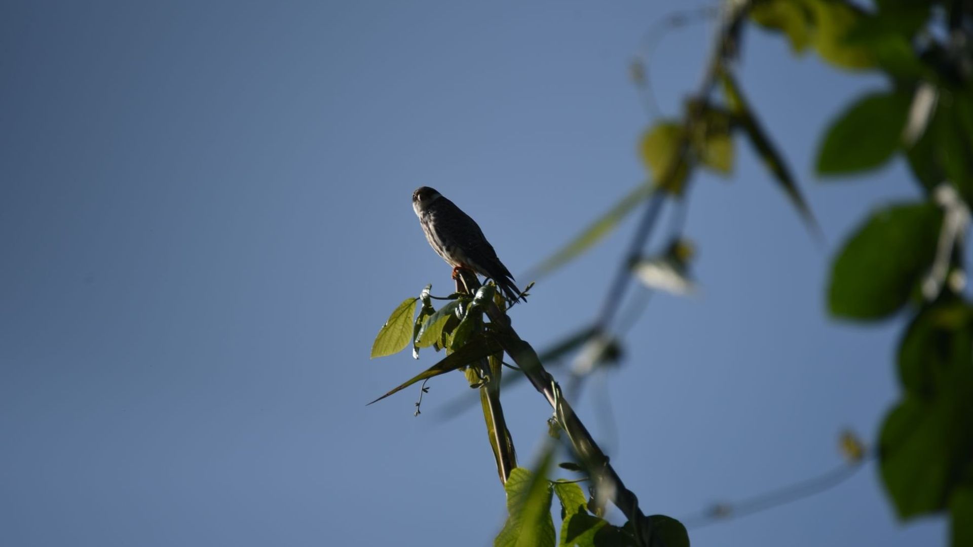 Aranya Prahari - Keepers of the Wild