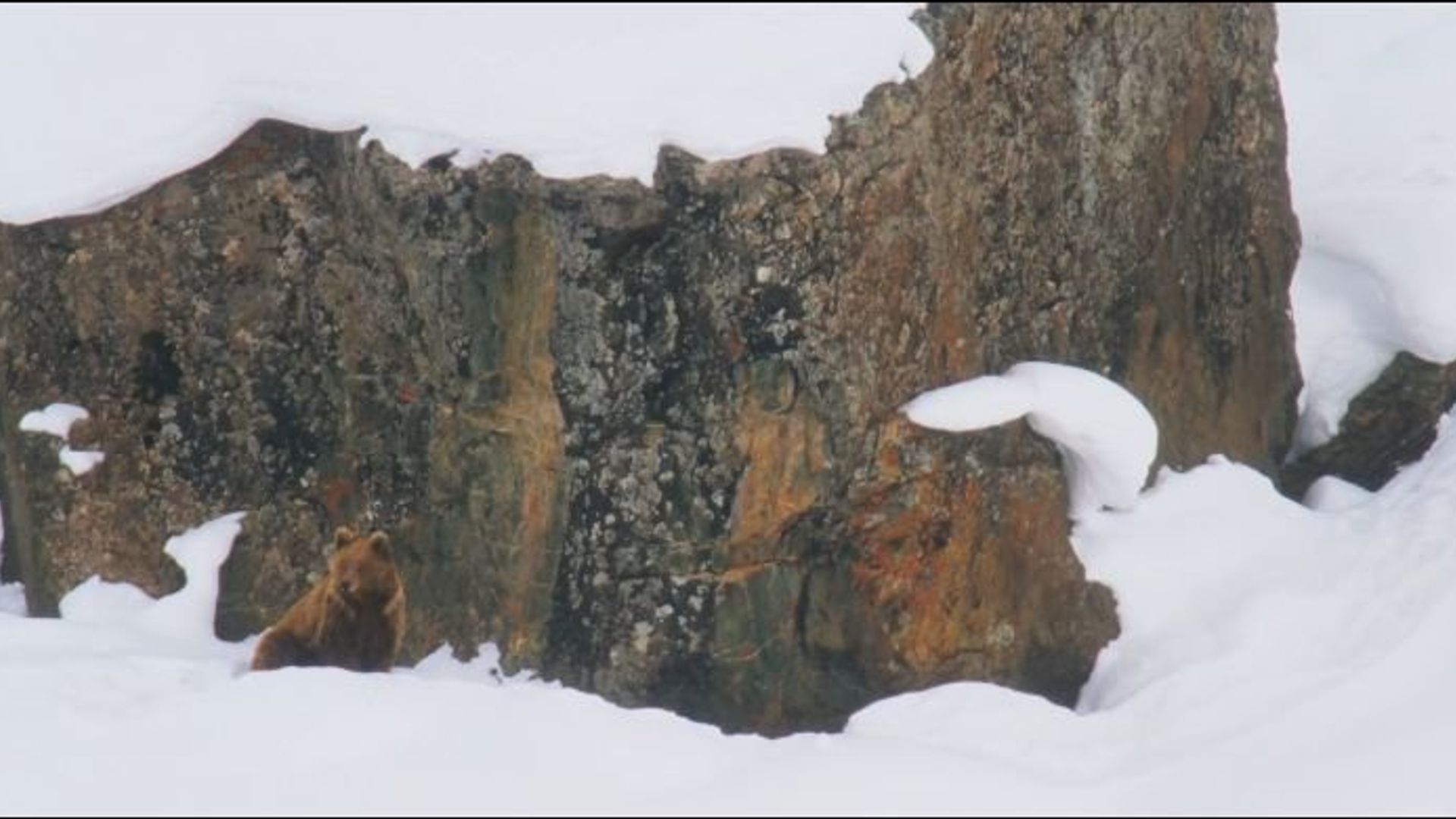 Denmo - Himalayan Brown Bear
