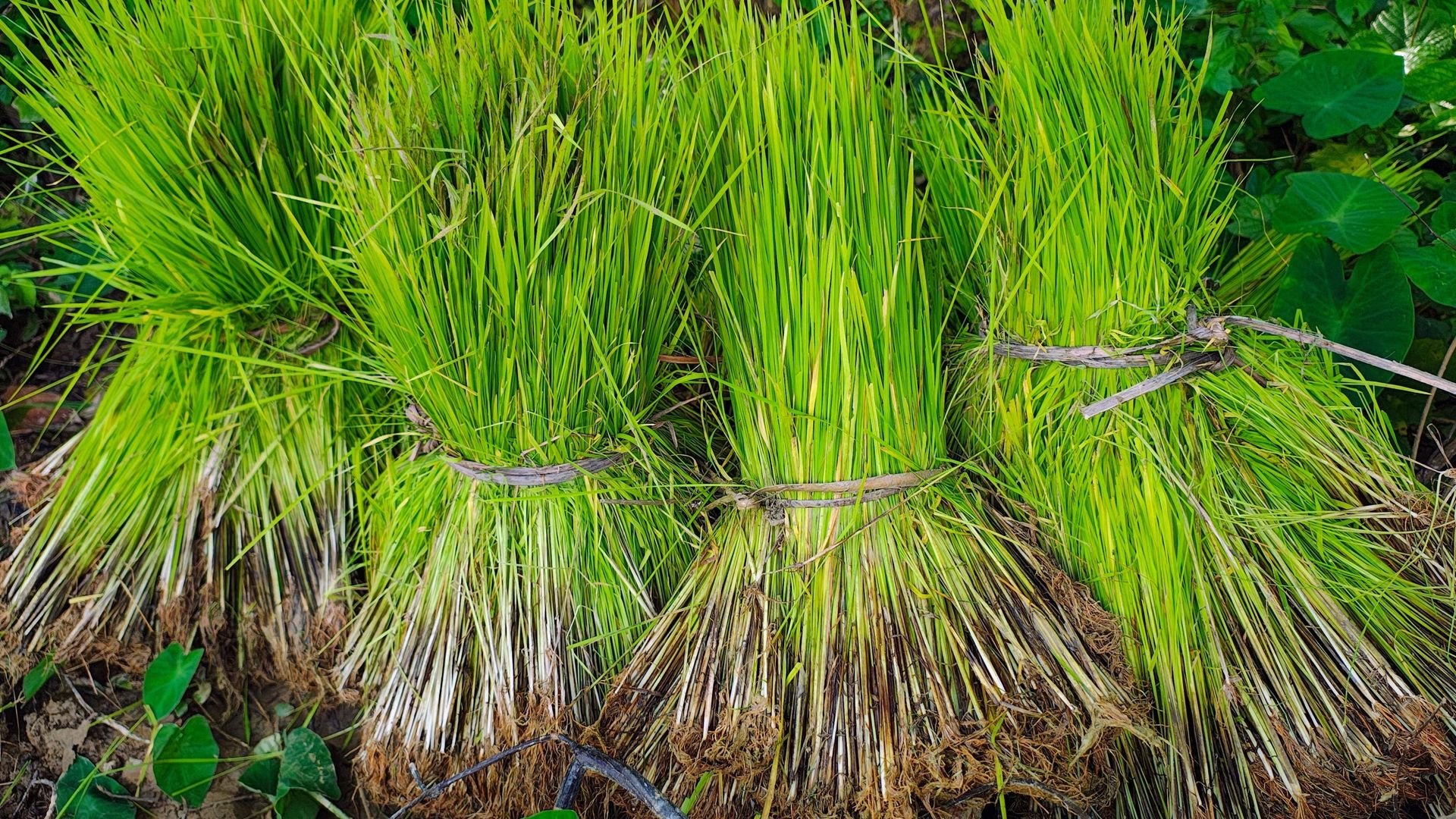 Karen Sticky Rice