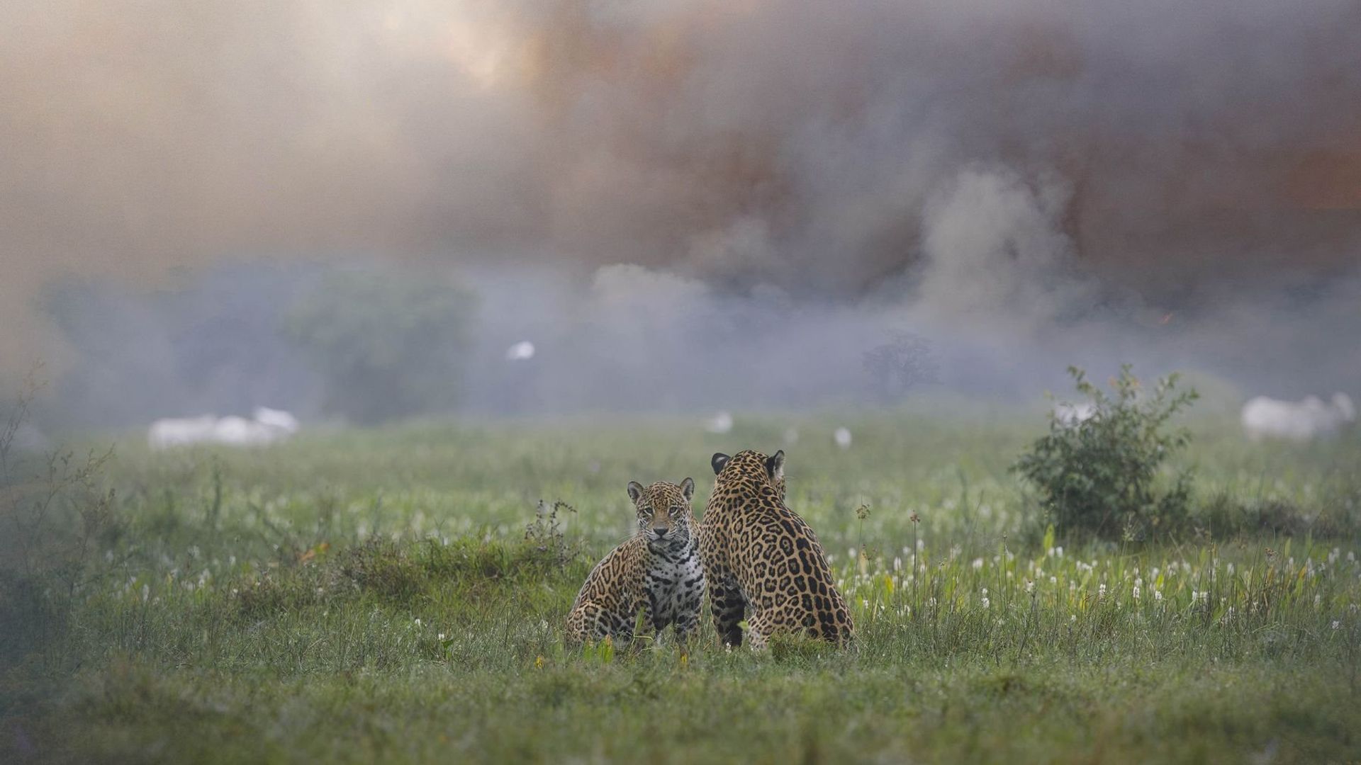Pantanal