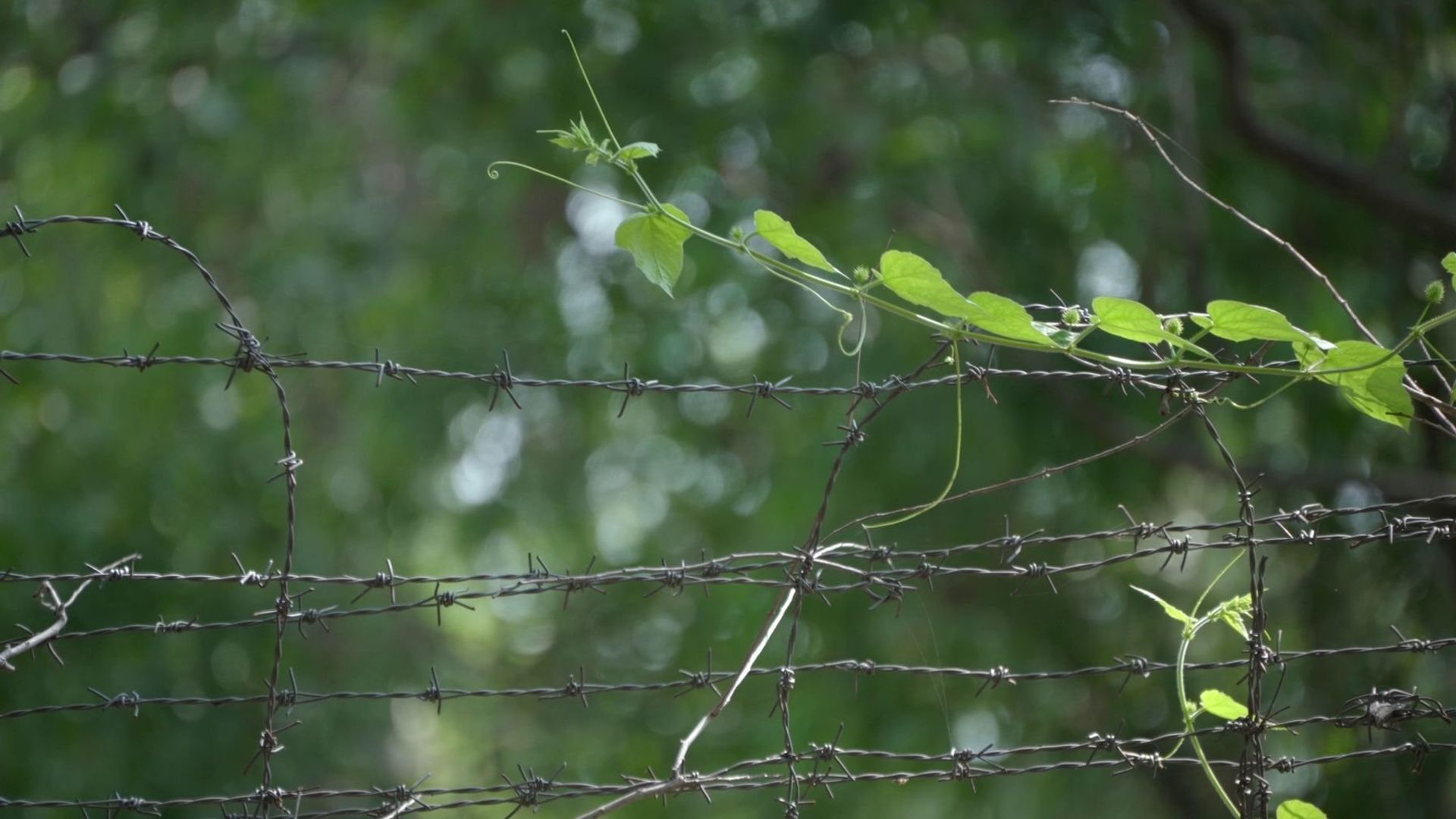 Path of Return (Maraluva Daari)