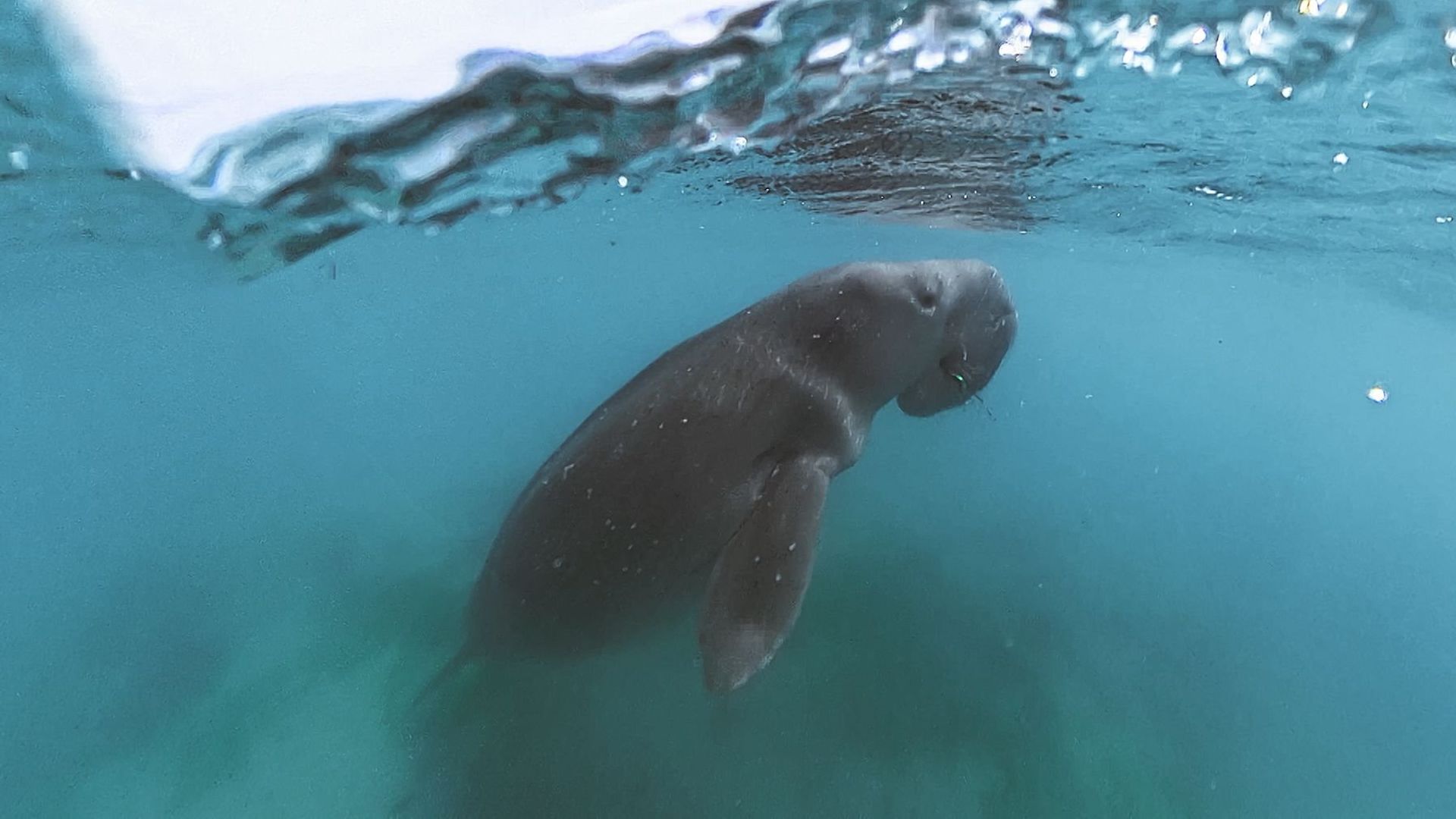 Payuun: Thailand's Last Dugongs