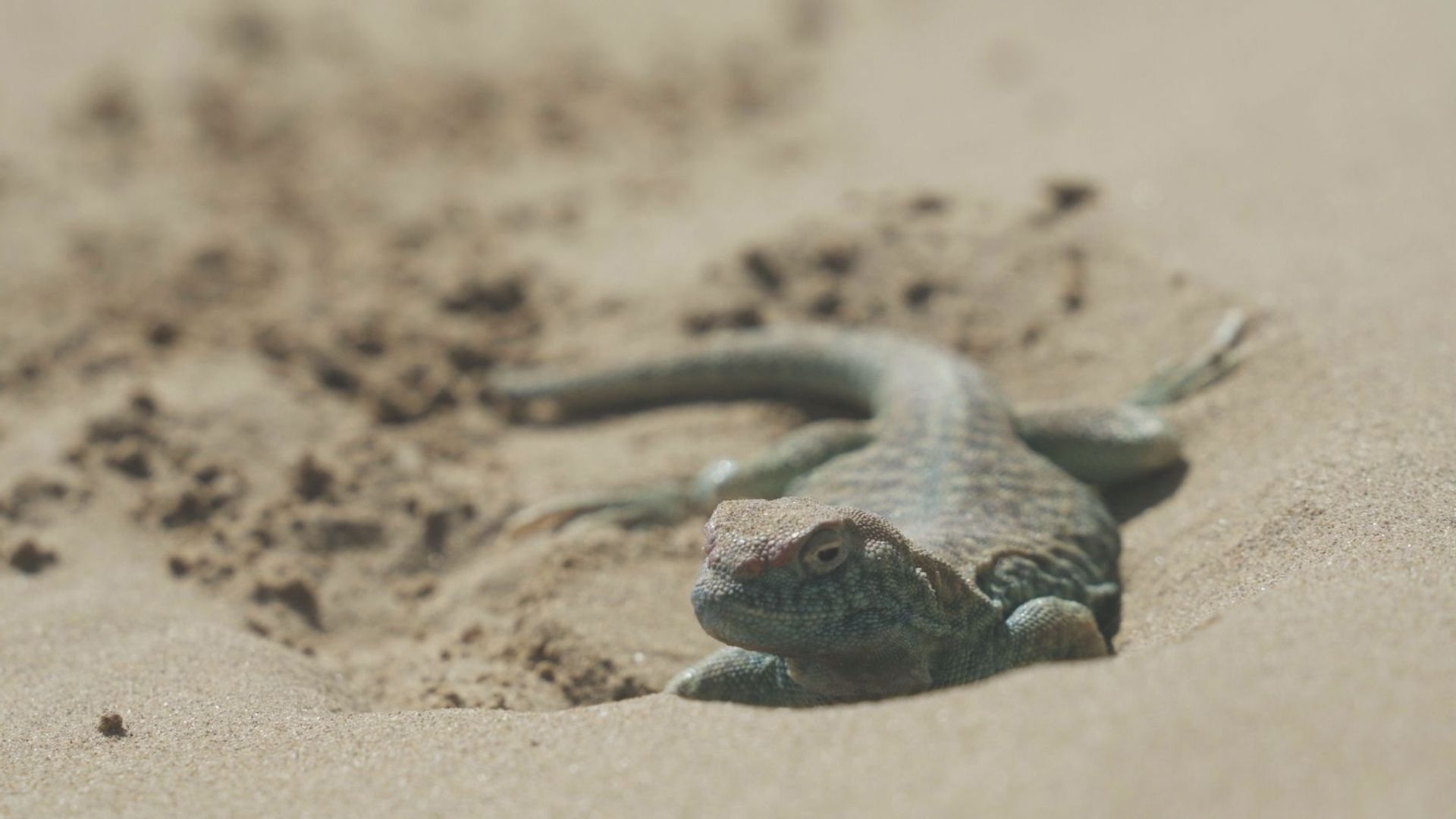 The Guinan Sand Lizard